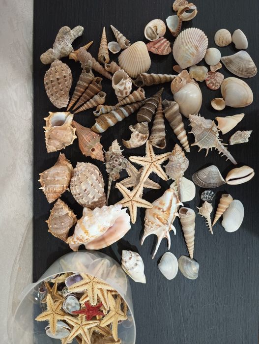 Ракушки морские продам