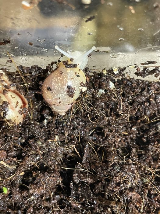 Бебета африкански охлюви