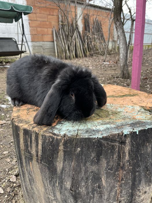 Iepuri berbec german