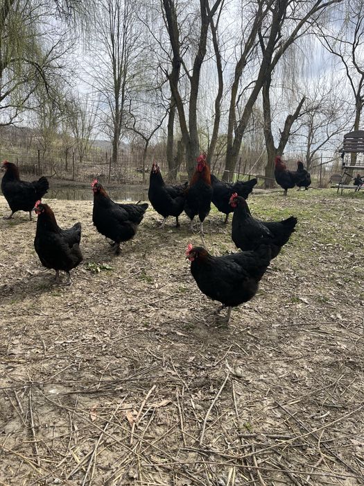 Oua Marans negru aramiu