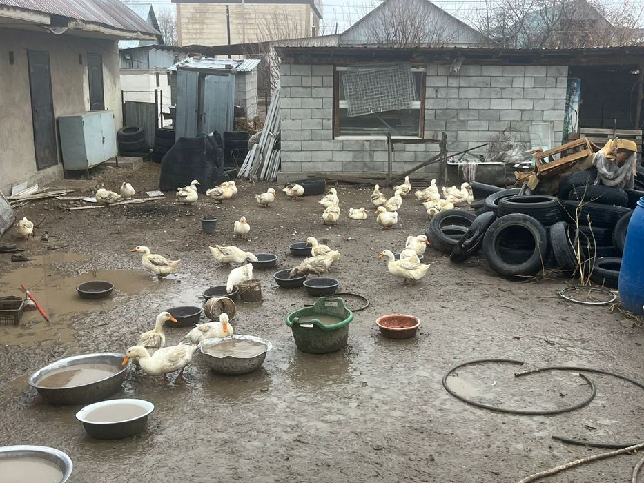 Утки бройлер 4000 живые