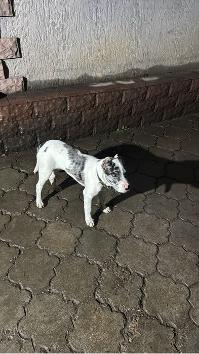 Питбультерьер 5.5 месяцев