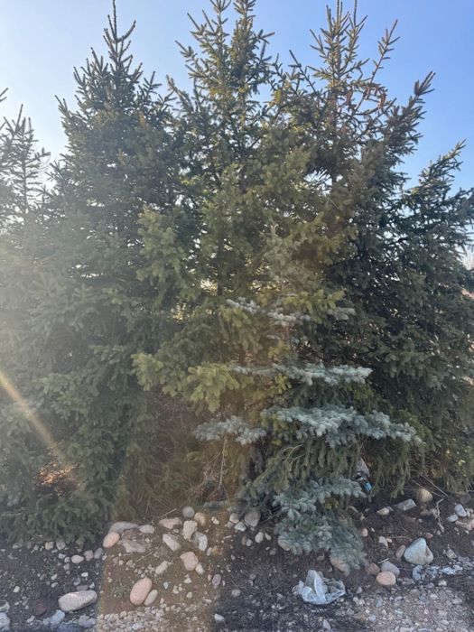 Продам Елки, ТУИ