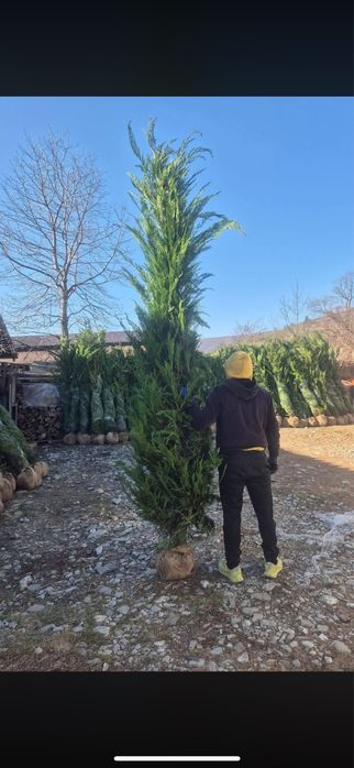 Leylandii Cupressus - Solutia rapida pentru gard viu vesnic verde