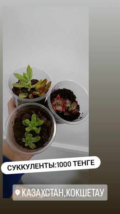 Комнатные цветы по 1000 тенге