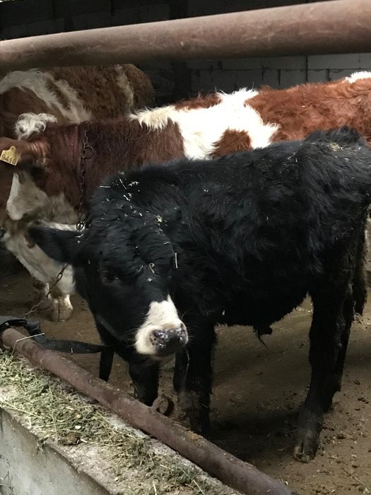 Junici și vitei baltata romaneasca