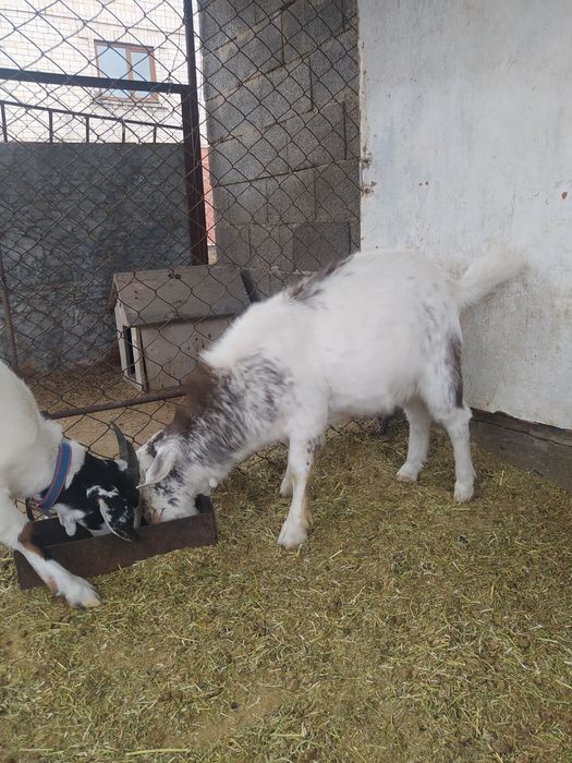 Продам козла . Находимся в Талдыкоргане .