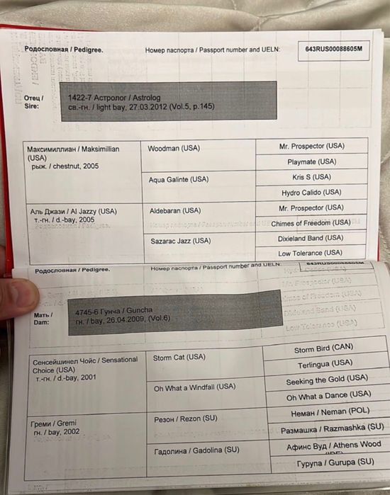 Продай айғыр. 6 жасар. Жеребец