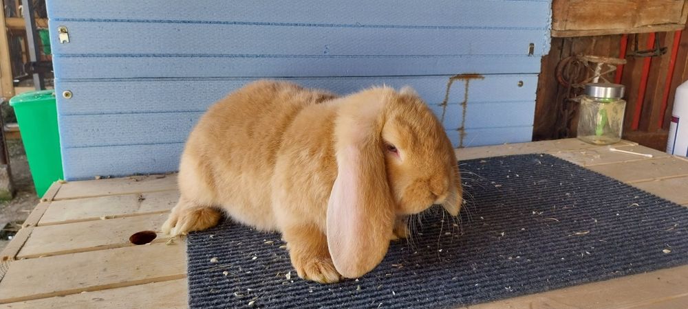 Френски кочоват заек зайци