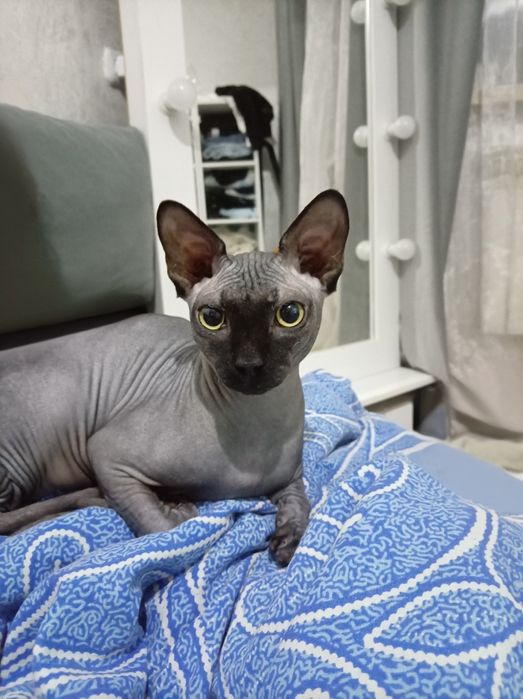 Опытный кот приглашает на вязку