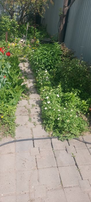 Цветы папоротник многолетние