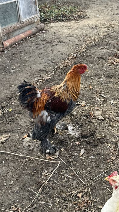 Продам петуха цена 5000