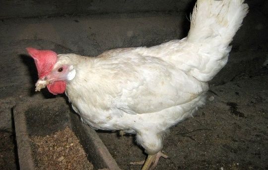 КУРЫ НЕСУШКИ БЕЛЫЕ очень хорошая яйценоскость Доставка