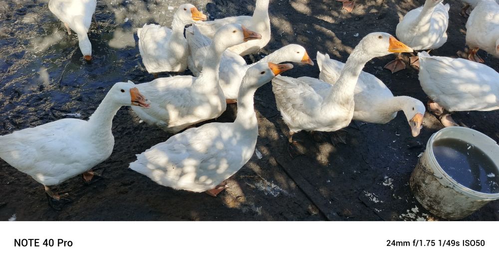 Гусята порода линда