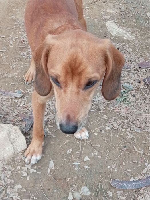 Пристраивается пёсик,только добрым и ответственным людям!