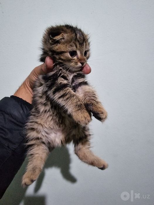 Scottish Fold 2 oylik