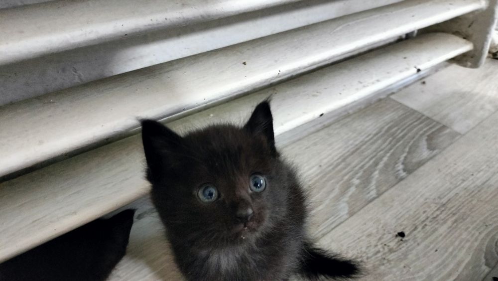 Отдам 4 котят в добрые руки