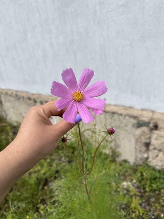 Семена Космея розовая