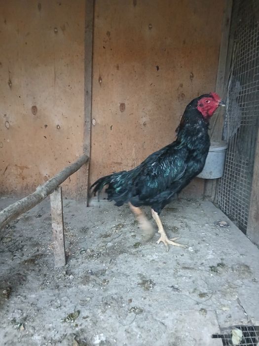 Тухумлар сотилади