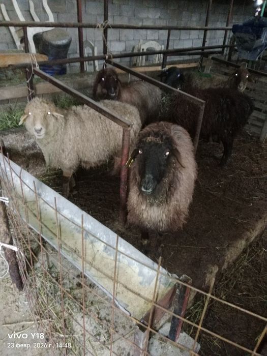 Қой сатамын семіз