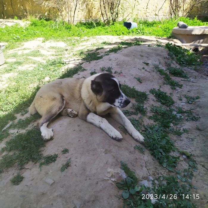 Kucuchuk alabaylar sotiladi