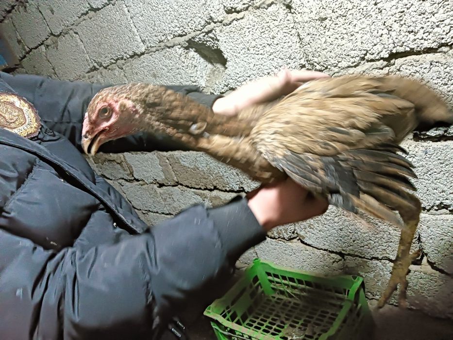 Дакар тауык кораз