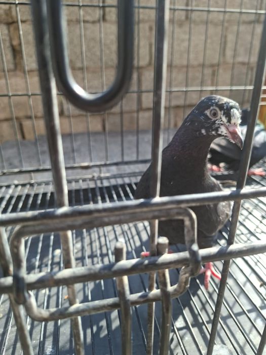 Продам    голуби