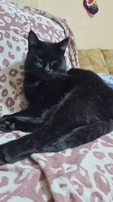 Черный кот в добрые руки