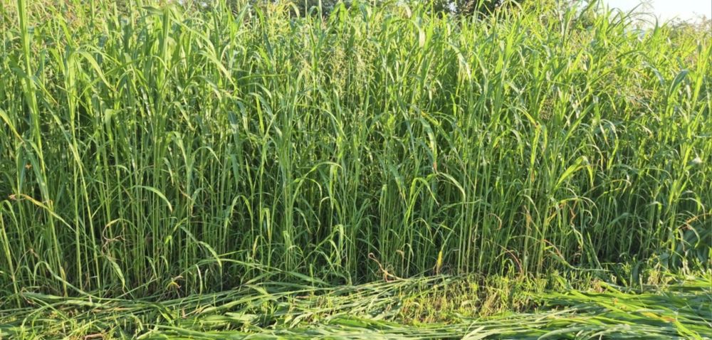 Producator-Baloti PAIE de GRÂU si ORZOAICĂ