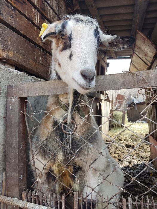 Продам козу альпийской породы