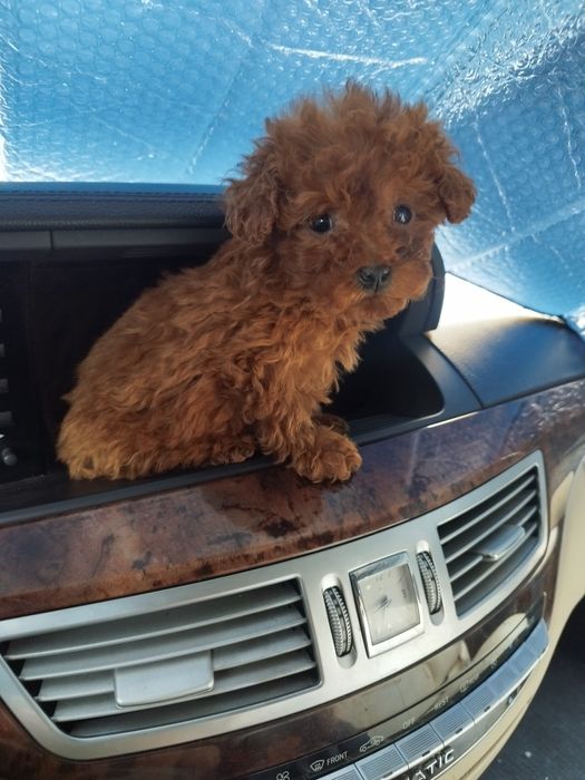 Teacup poodle лицензиран развъдник  Ред Дог