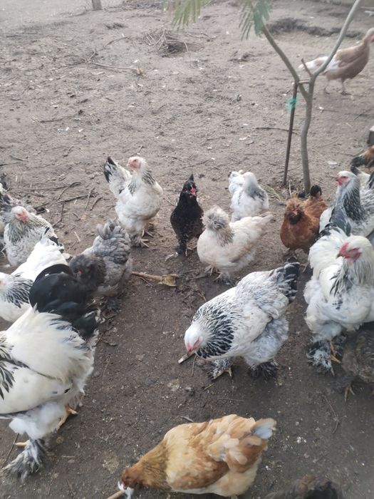 Se vând găini din 2025