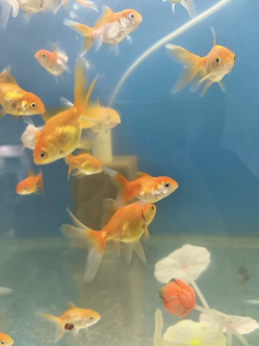 Олтин Баликлар сотилади