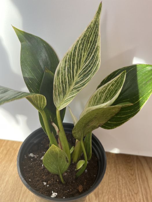 Комнатные растения