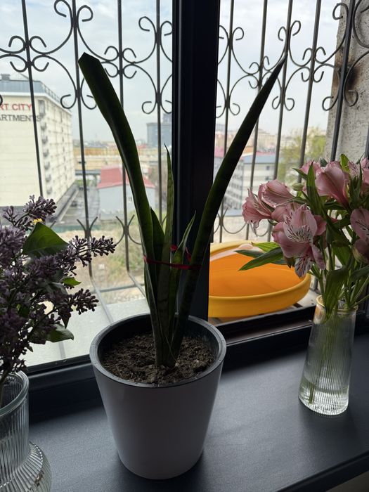 сансевиерия, щучий хвост, тёщен язык