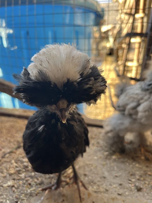 1 yarim oylik jòjalar oq qora tojli toza nasl