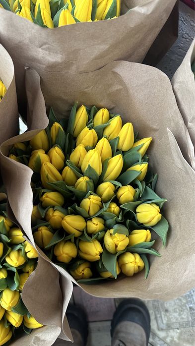 Тюльпаны ОПТОМ местные