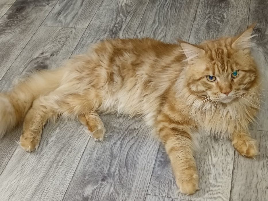 Мейкун на случку вязка