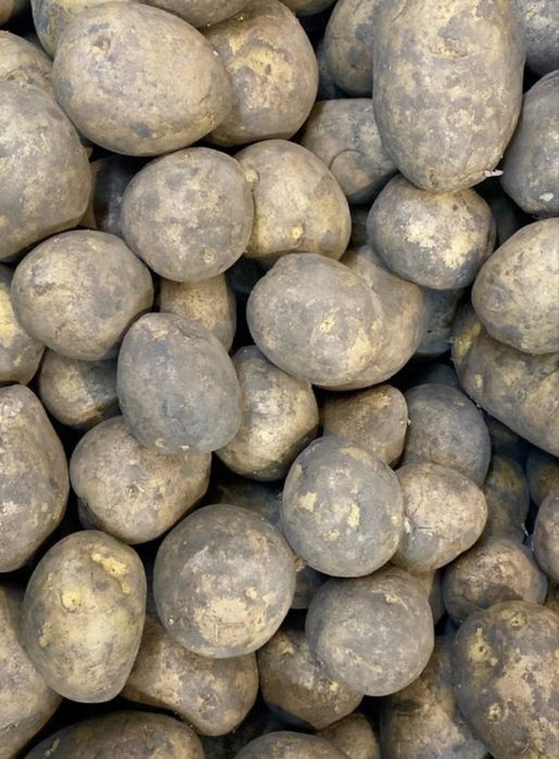 Семенная картошка