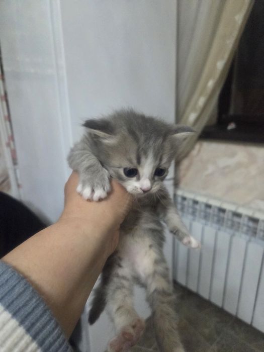 Маргаулар тегин беремын