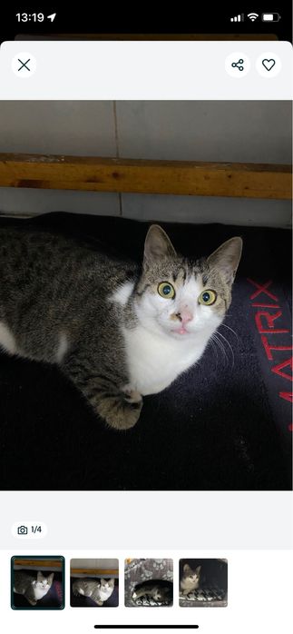 O pisicuta incredibilă isi caută stăpân