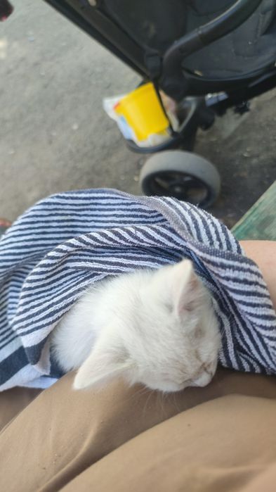 Котенок мальчик отдам