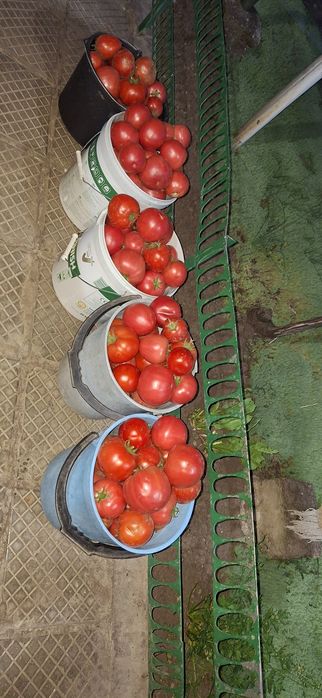Продавам Домашни Домати