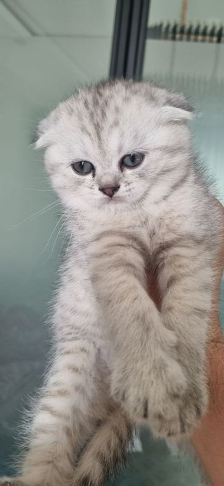 Продается кот вислоухий