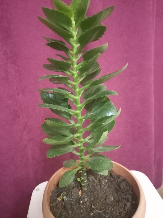 Комнатные цветы разные