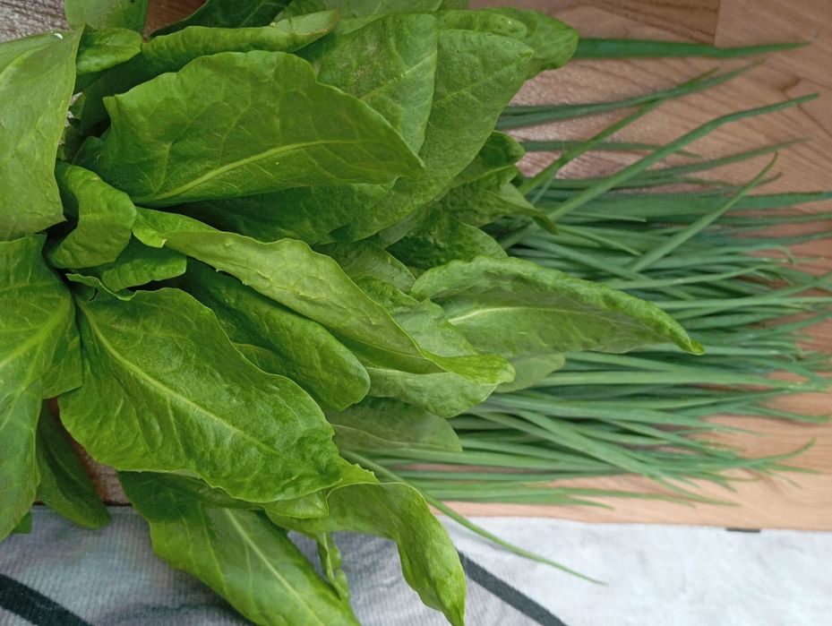 Продам дачный щавель и лучок