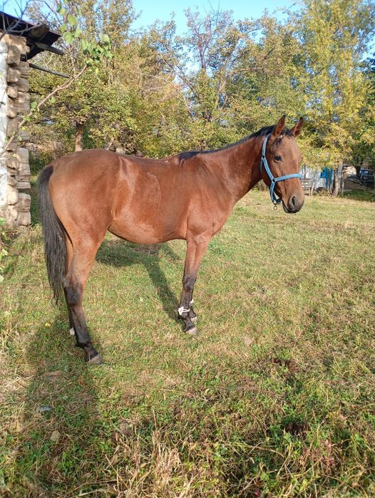 Ассалаумагалеком