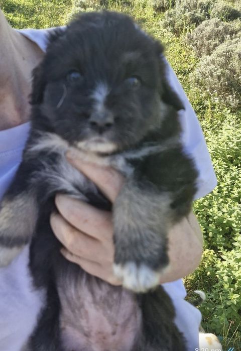Adopție pui catel