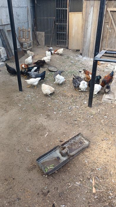 Продам домашних курей