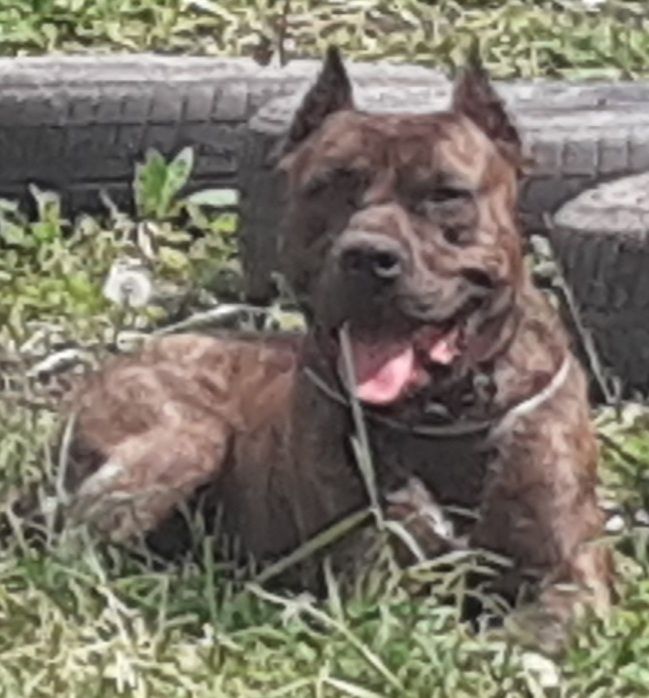 Ищем подругу питбуль кубинец